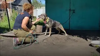 ВОВЧАНСЬК | Евакуація тварин із деокупованого міста біля кордону з росією