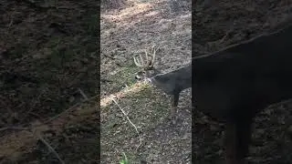 Big typical under the tree !! #deerhunter #hunting #wildlife #deerhunting #deerhunt