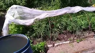 Tomatoes are not setting fruit well due to parthenocarpine.
