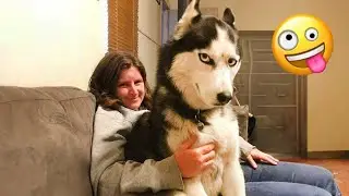 Funniest Dog Moments: Watch These Pups Bring the Laughs! #4