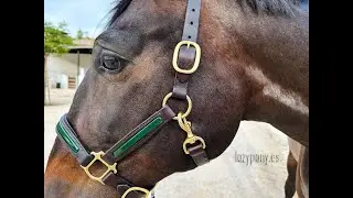 Patent leather halter Lazypony
