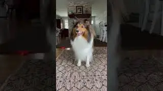 What&rsquo;s not to like? 😋 #dog #sheltie #shorts