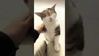 Funniest Attention-Seeking Cats, Hooligan Cats & Cutest Cat-Owner Moments!