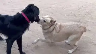 All Dog having fun in Hostel I love dog Hostel @dogloverprakash