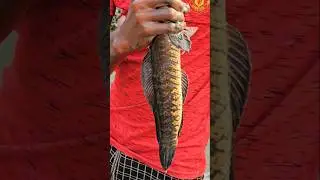 Amazing Mud Fishing! 😱 You Won't Believe What&rsquo;s Hiding!
