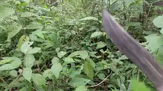 found black sap from mahogany trees in the forest 03