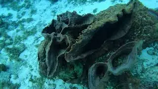 Cozumel SCUBA Dives (June 14, 2025)