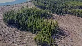 West Fraser Coleman Clear Cut 2024