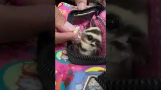 #sugarglider #Pipser #baby #Eating