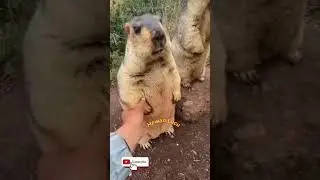 Hewan Lucu menggemaskan #marmut #funnyanimals