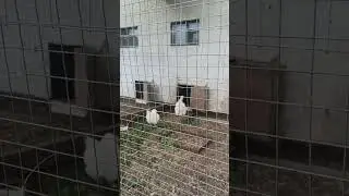 китайские Петьки(1)