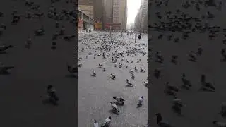 Makkah shreef kay Kabootar(Thothalvi Channel) Wasim Sabir