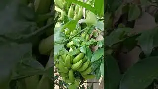 Orang tree but Banana fruit #shorts #fruit168