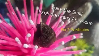 Gary The Snail Exploring Anemone For 7 Minutes Straight | Plus Mr. Finnley Saying Hello
