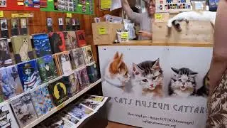 NCL Norwegian Pearl - Kotor, Montenegro.  Cat Museum - October 2024