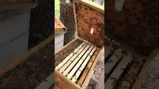 splitting a hive Part 2