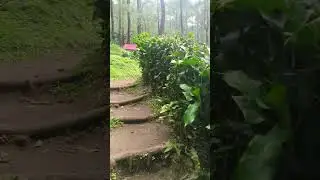 camping ground pasir sumbul Ciloto puncak #camping #jejakbangmuh #pasirsumbul #nature #puncak