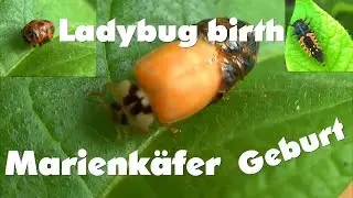 Die Gebut eines Marienkäfer in voller Länge, Ladybug birth