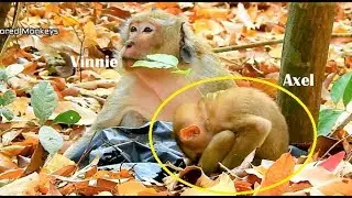 Welcome new member little Axel-Congratulation! Big male Vinnie come protect&take care Axel