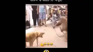 🤣🤣kutte aur Bandar Ki Ladai Mein Bandar Ne kutte Ko Itna Mara  #short #glaandiyan @GLAANDIYAN