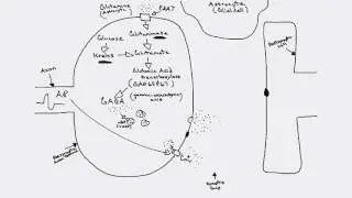 GABAergic Synapse