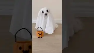 DIY Dog Ghost Costume: Too Cute to Spook! 👻 #maltese #maltesedog #dog #dogcostume #halloweencostume