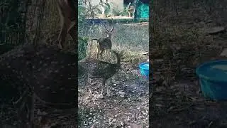zoo/deer /#ddsenthil