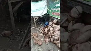 ini burung pergam tutu yahh udah pada makan Pur ayang ini per ekor nya hampir satu kg