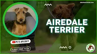 Airedale Terriers: The Dog You Can't Afford to Ignore