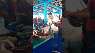 Skill Mantap Om Angga Potong Tuna segar ukuran Sedang