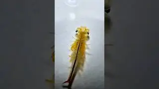 Can You Believe I grew these shrimp!