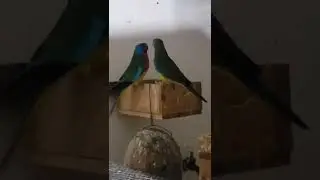 Hermosa pareja de Neophema pulchella