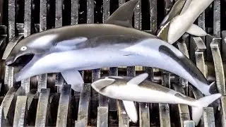 Shredding Shark Toys and Toy Whales! What's Inside Squishy Bath Toys and Squishy Water Toys Mecard?