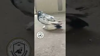 Hungarian Giant House Pigeon nfs#shortsviral