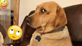 When Every Dog Becomes a Drama Queen 👑 Best Funny Dogs Moments 😂