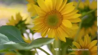 Flowers sunflower close-up