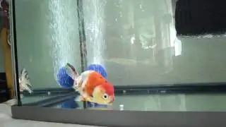 Very nice Ranchu / Buffelrug now on HD 4
