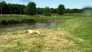Parallel Swim To Trimmed Shoreline Sequence