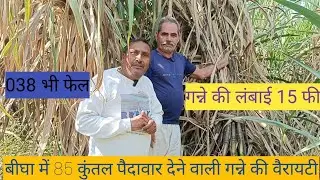 एक बीघा में |85 कुंतल गन्ने की पैदावार देने वाली वैरायटी| किसान की समस्या का समाधान#farming 