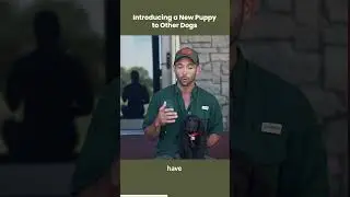 Introducing A New Puppy To Other Dogs