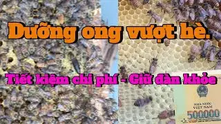Dưỡng ong vượt h&egrave;   tiết kiệm   ong khỏe