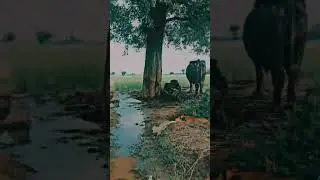 #vloger #village #vlog