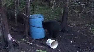 Newfoundland Archery Bear Hunt 2021: Weekend Hunt