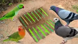Creative Technology Parrot Bird Trap Using Bamboo - Plastic Plate and Cardboard