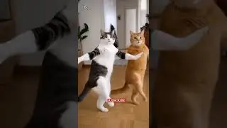 OMG 🤯 AI Cat Dance Gone VIRAL 😹 | Funny Dancing Cat Meme 🇮🇳🔥