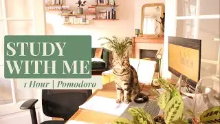 1H STUDY WITH ME AND MY CATS 🐈 | EXPRESS POMODORO 25|5 | DEEP FOCUS WITH RAIN 🌧️