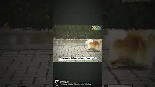PetolyFunnyVideos