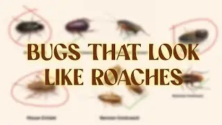 Bugs That Look Like Cockroaches, But Aren't!