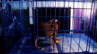 MINI PINSCHER PURE CHOCOLATE MALE 2 MONTHS OLD JLT2008