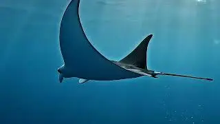 Secrets of the Deep Sea 🌊 | Relaxing Underwater Cinematic Video